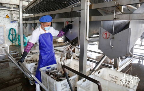 鯪魚罐頭出口逆勢上揚，中山食品企業迎全面復工熱潮